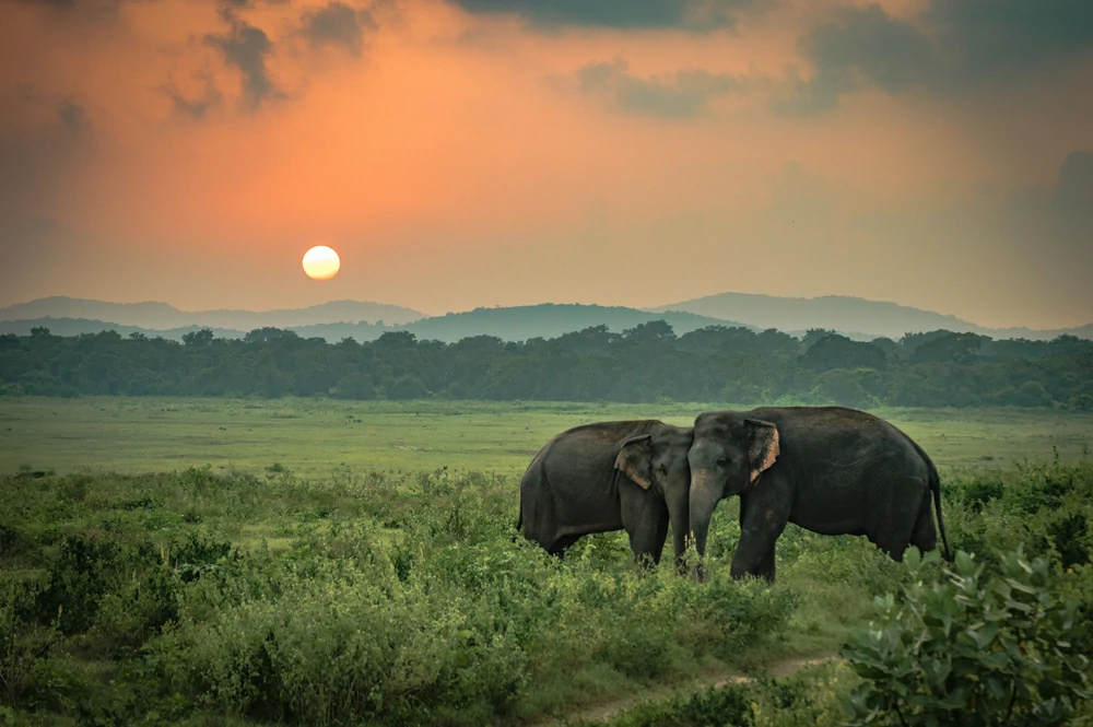 the natural beauty of sri lanka